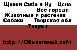 Щенки Сиба и Ну › Цена ­ 35000-85000 - Все города Животные и растения » Собаки   . Тверская обл.,Тверь г.